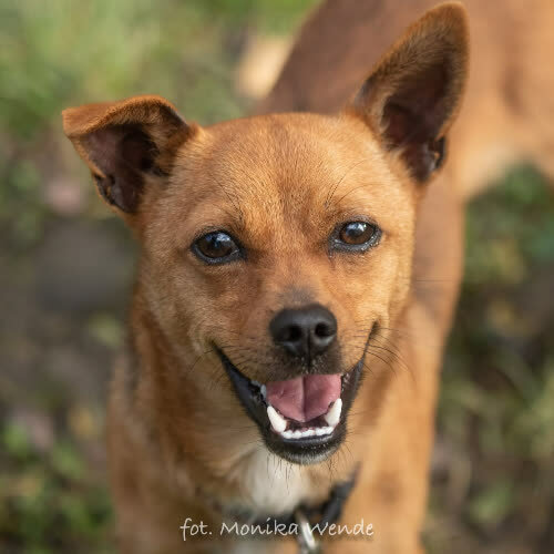 Psy ze schroniska do adopcji FAFI