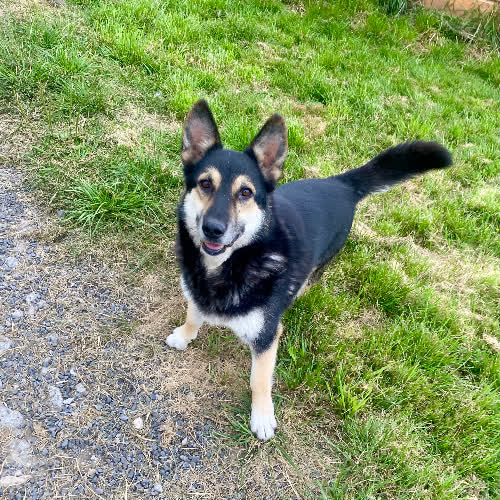 Psy ze schroniska do adopcji Diablo