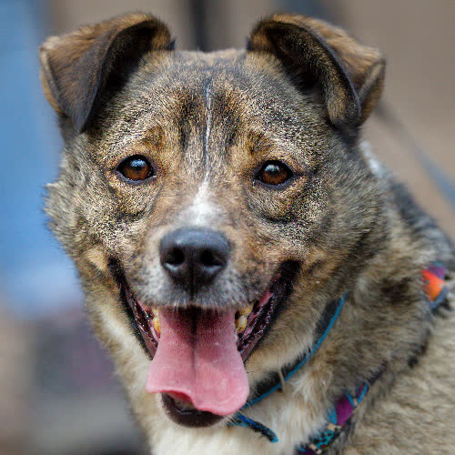 Psy ze schroniska do adopcji Wuwu