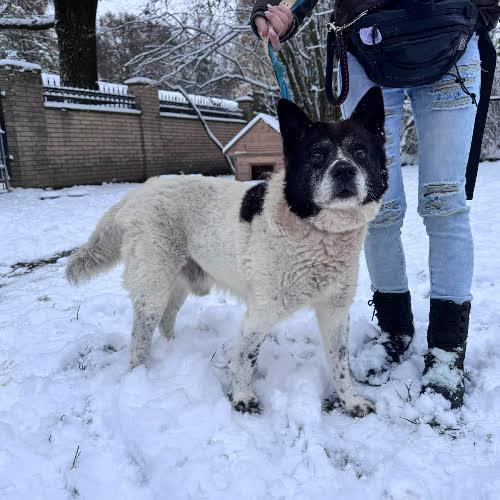 Psy ze schroniska do adopcji Angus