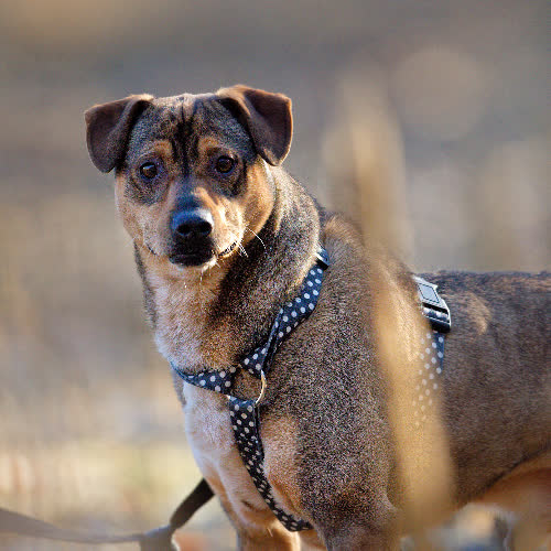 Psy ze schroniska do adopcji Jaworek