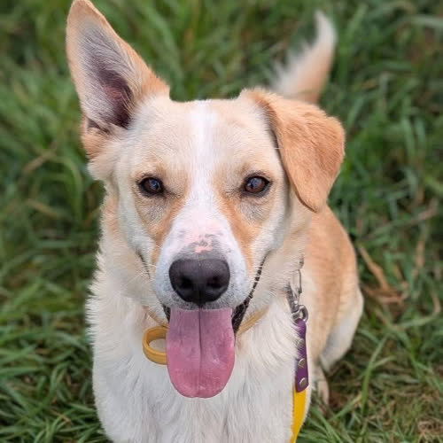 Psy ze schroniska do adopcji Lemmy