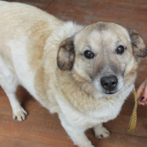 Psy ze schroniska do adopcji LIPNIK