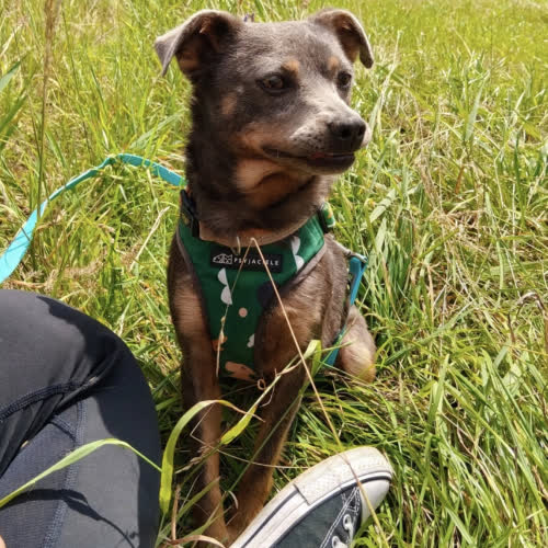 Psy ze schroniska do adopcji BIANKA