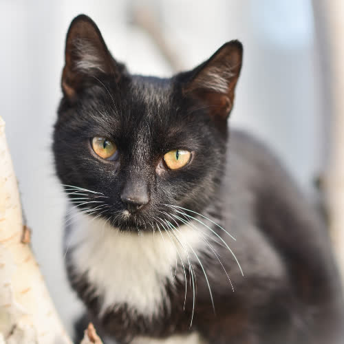 Koty ze schroniska do adopcji Klakier