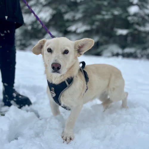 Psy ze schroniska do adopcji Śnieżka 