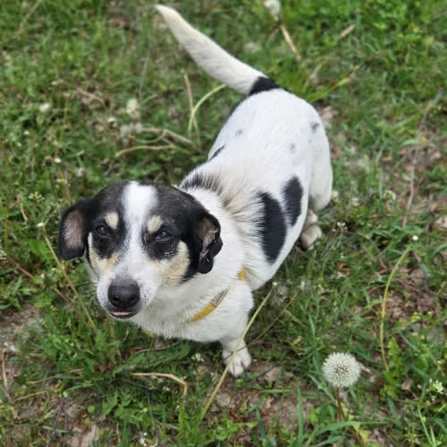 Psy ze schroniska do adopcji Jack Russel sunia