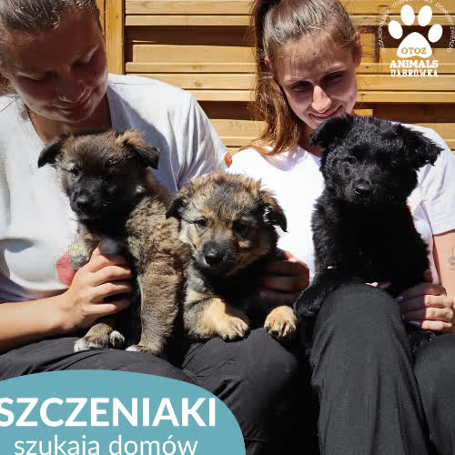 Psy ze schroniska do adopcji Szczeniaki