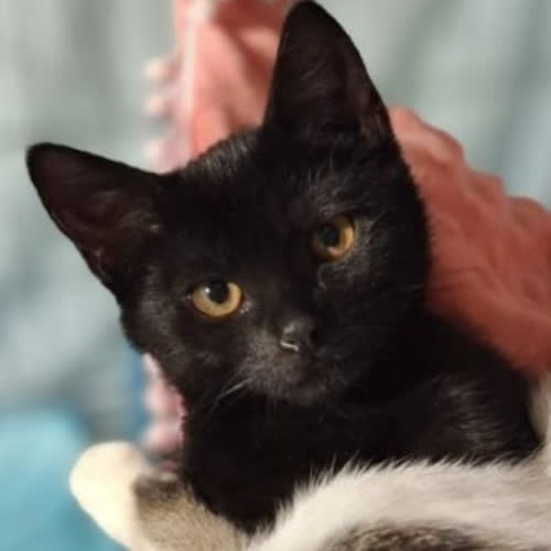 Koty ze schroniska do adopcji Kurkuma