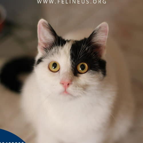 Tom
