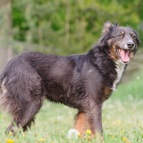 Sevilla mix border Colie 