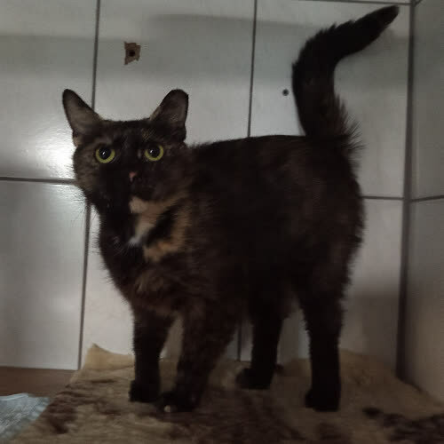 Kiki