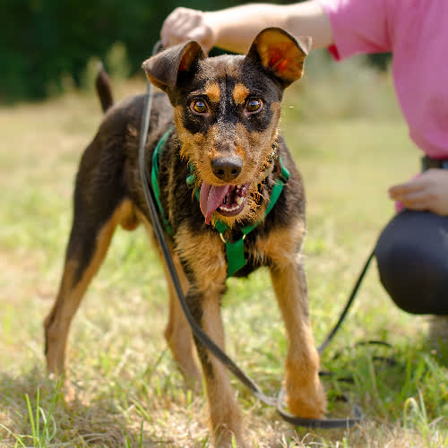 Psy ze schroniska do adopcji Teo