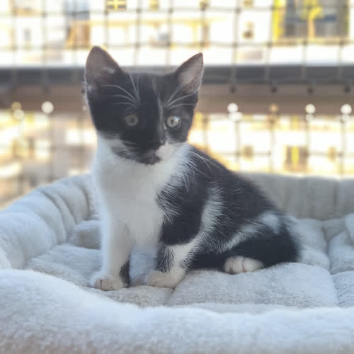 Koty ze schroniska do adopcji Nagoya