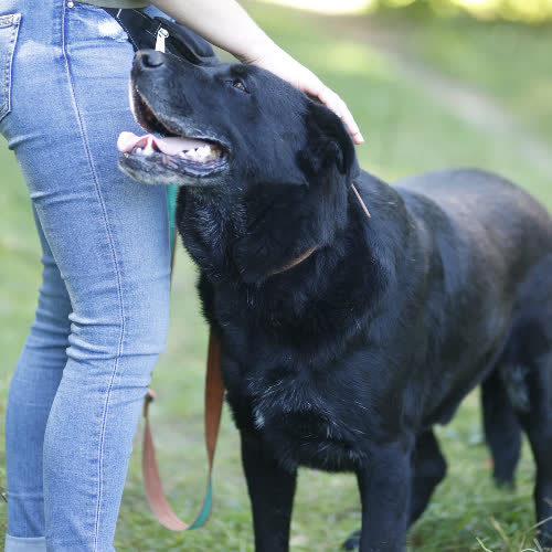 Psy ze schroniska do adopcji Tokaj