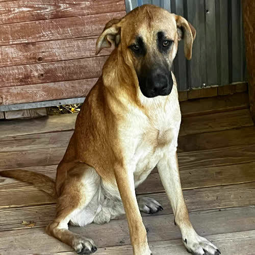 Psy ze schroniska do adopcji Stanley