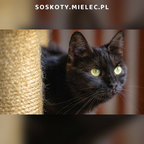 Koty ze schroniska do adopcji Celinka