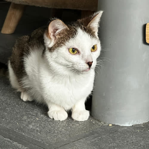 Koty ze schroniska do adopcji Hedwiga