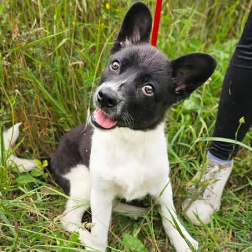 Psy ze schroniska do adopcji Żabka
