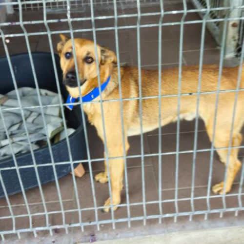 Psy ze schroniska do adopcji Karmel