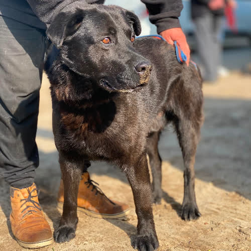 Psy ze schroniska do adopcji Nero