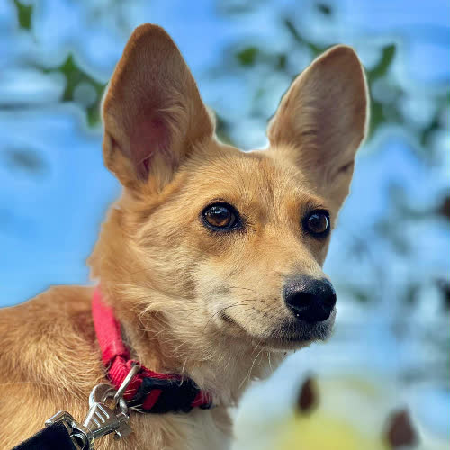 Psy ze schroniska do adopcji Blanka