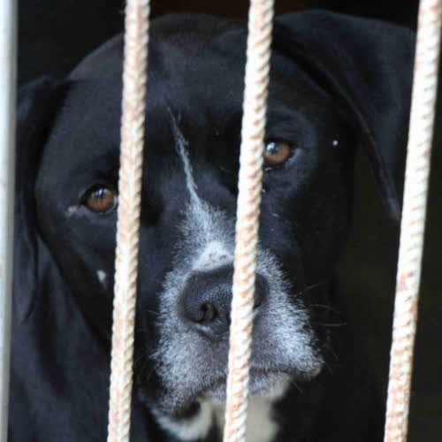 Psy ze schroniska do adopcji Lino