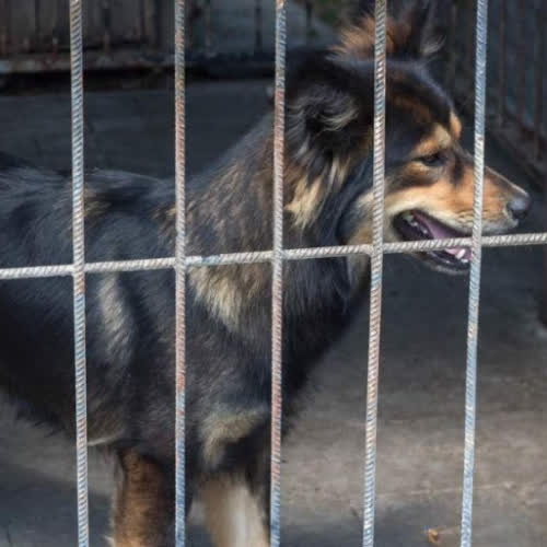 Psy ze schroniska do adopcji Skaza