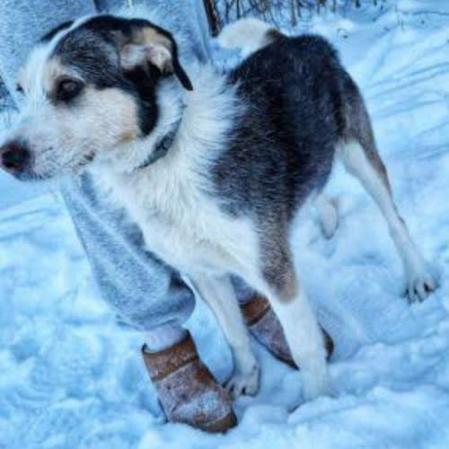 Psy ze schroniska do adopcji Hummus