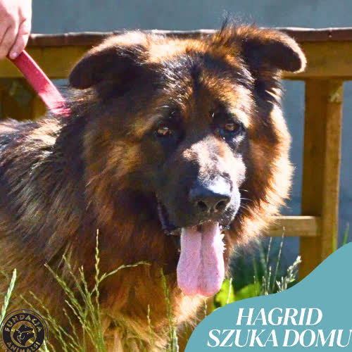 Psy ze schroniska do adopcji HAGRID