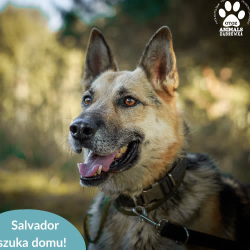 Psy ze schroniska do adopcji Salvador