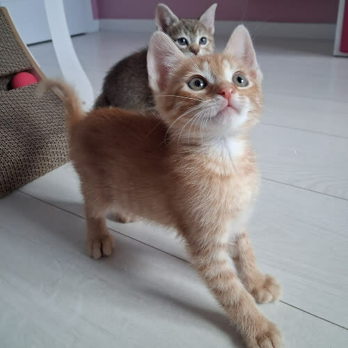 Koty ze schroniska do adopcji Kidos