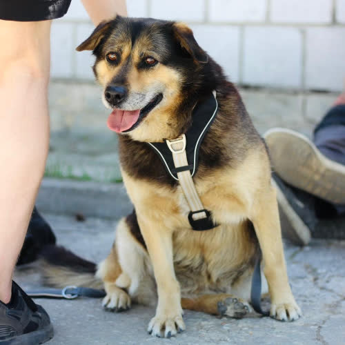 Psy ze schroniska do adopcji Cha-cha