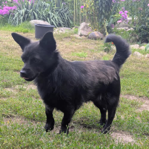 Psy ze schroniska do adopcji Czarnuszka