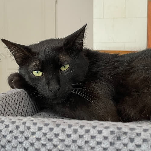 Koty ze schroniska do adopcji Ramen