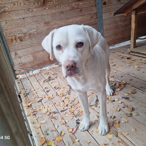 Psy ze schroniska do adopcji Olaf