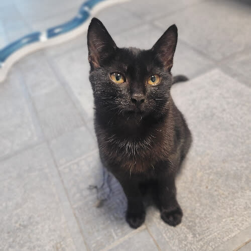 Koty ze schroniska do adopcji Pepsi