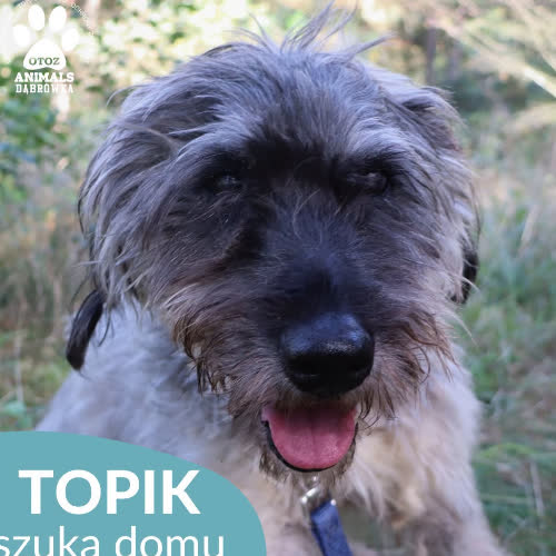 Psy ze schroniska do adopcji Topik