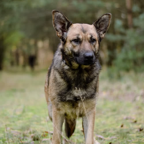 Psy ze schroniska do adopcji Śliwka 