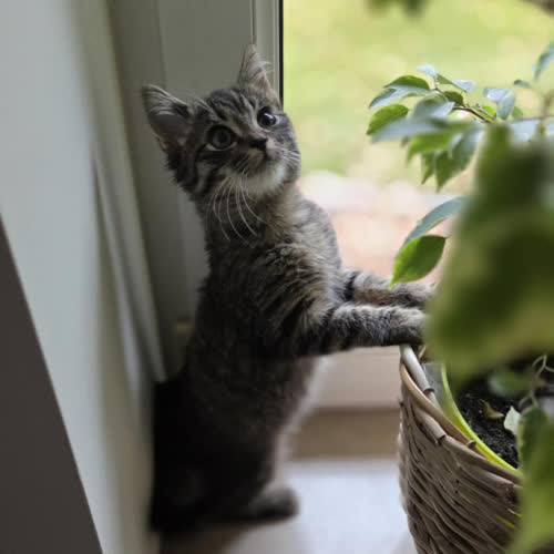 Koty ze schroniska do adopcji Dynia