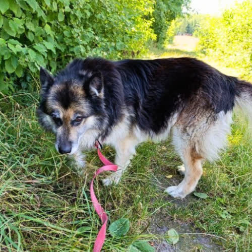 Psy ze schroniska do adopcji Borek