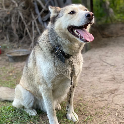 Psy ze schroniska do adopcji Karmel