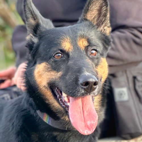 Psy ze schroniska do adopcji Yerba