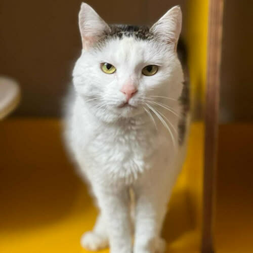 Koty ze schroniska do adopcji Napoleonka