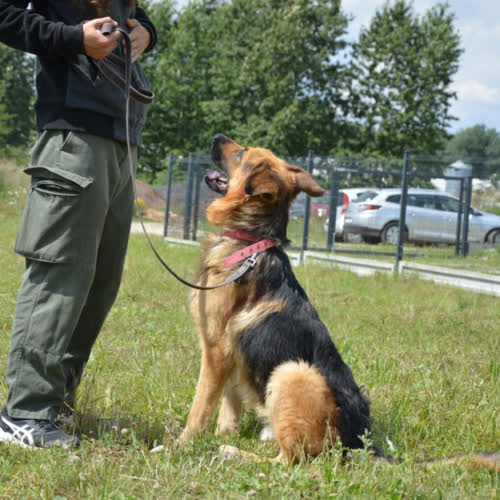 Psy ze schroniska do adopcji REMUS