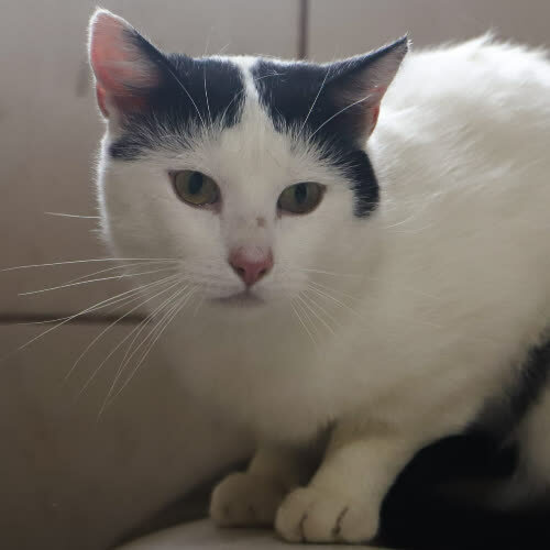 Koty ze schroniska do adopcji Czepuś