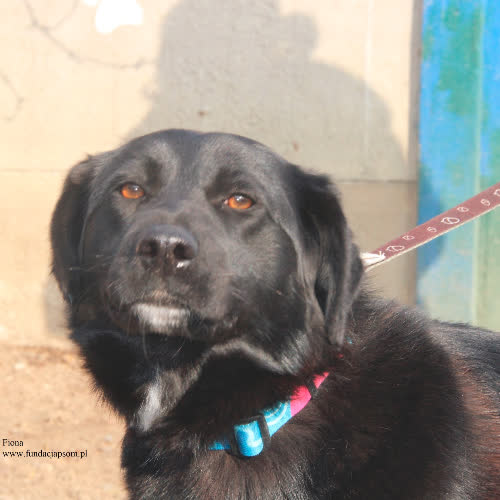 Psy ze schroniska do adopcji Fiona