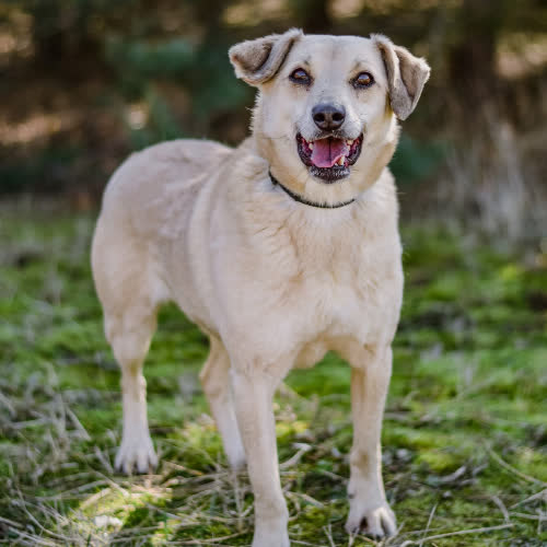 Psy ze schroniska do adopcji Zdzisław