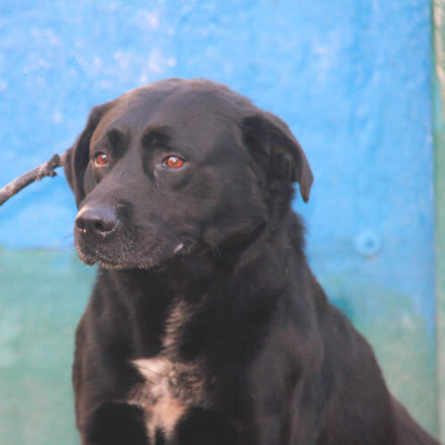 Psy ze schroniska do adopcji Papcio