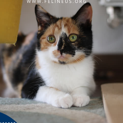 Koty ze schroniska do adopcji Fuksia